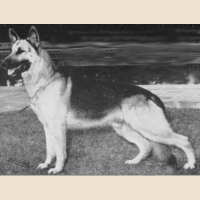 German Shepherd